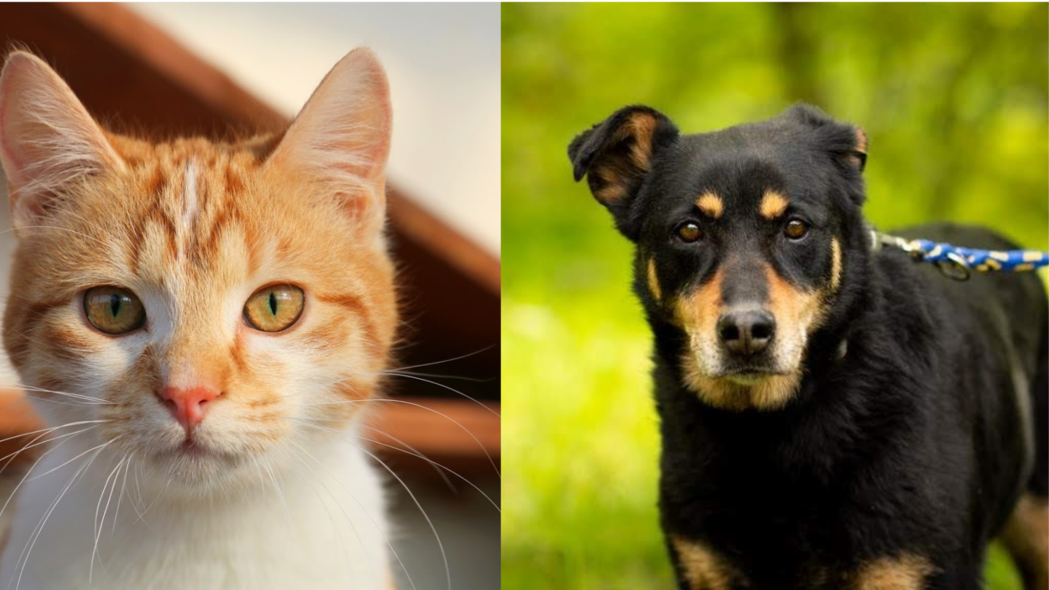 Elbląg, Galeria pod psem i kotem (odc. 155) Elbląg, Galeria pod psem i kotem (odc. 155)