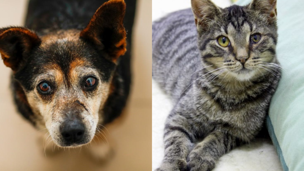 Elbląg, Galeria pod psem i kotem (odc. 156)