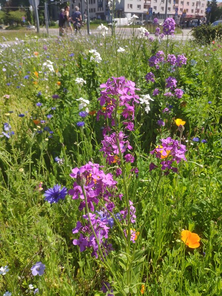 Elbląg, Zakwitły kwietne łąki