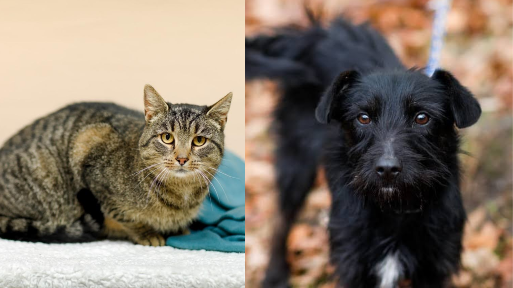 Elbląg, Galeria pod psem i kotem (odc. 159) Elbląg, Galeria pod psem i kotem (odc. 159)