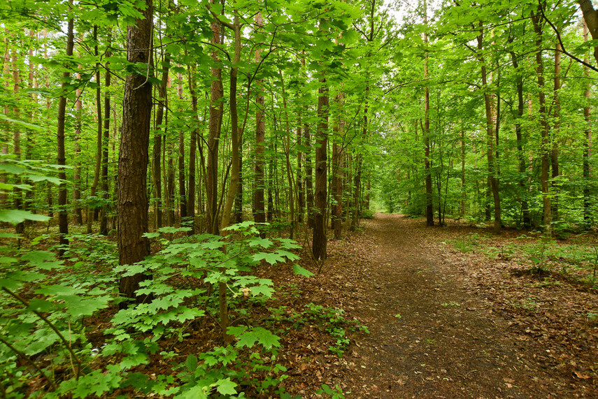 Elbląg, Do lasu z internetową pomocą Elbląg, Do lasu z internetową pomocą