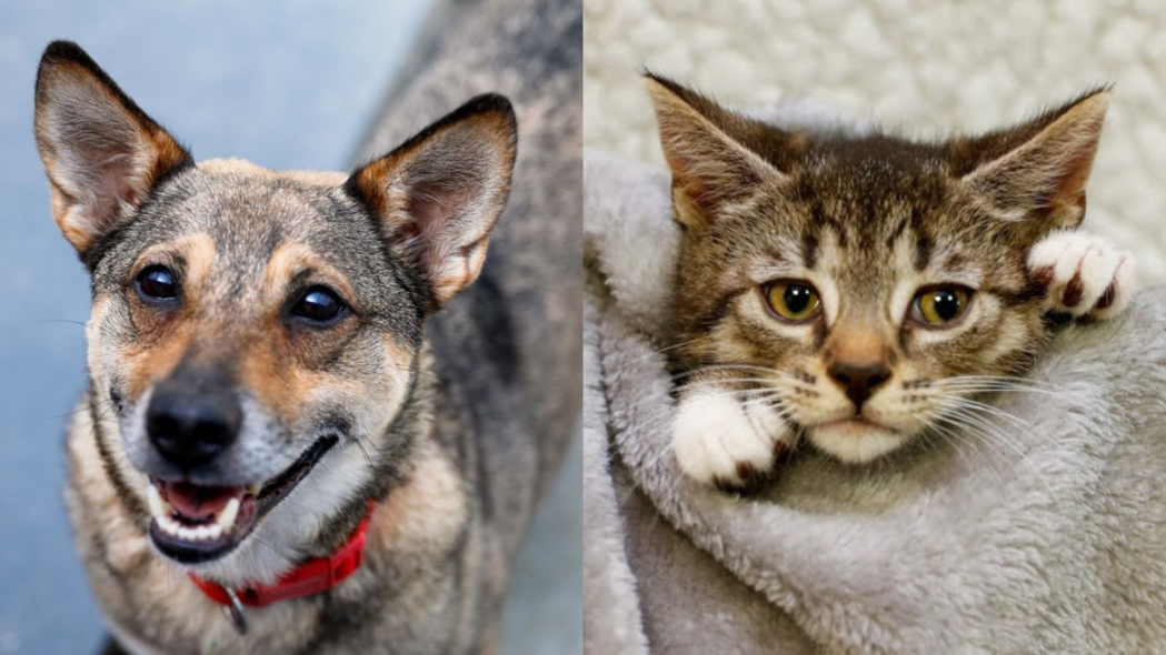 Elbląg, Galeria pod psem i kotem  (odc. 162)