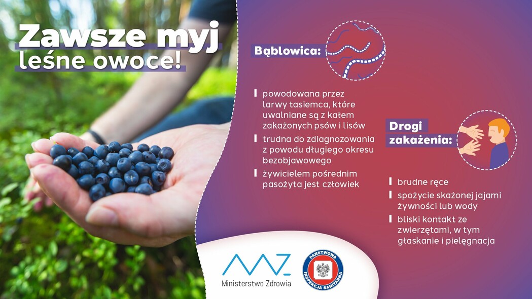 Elbląg, Uważaj na bąblowicę!