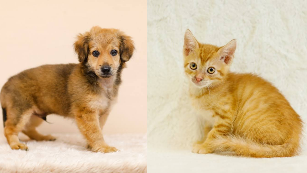 Elbląg, Galeria pod psem i kotem  (odc. 164)