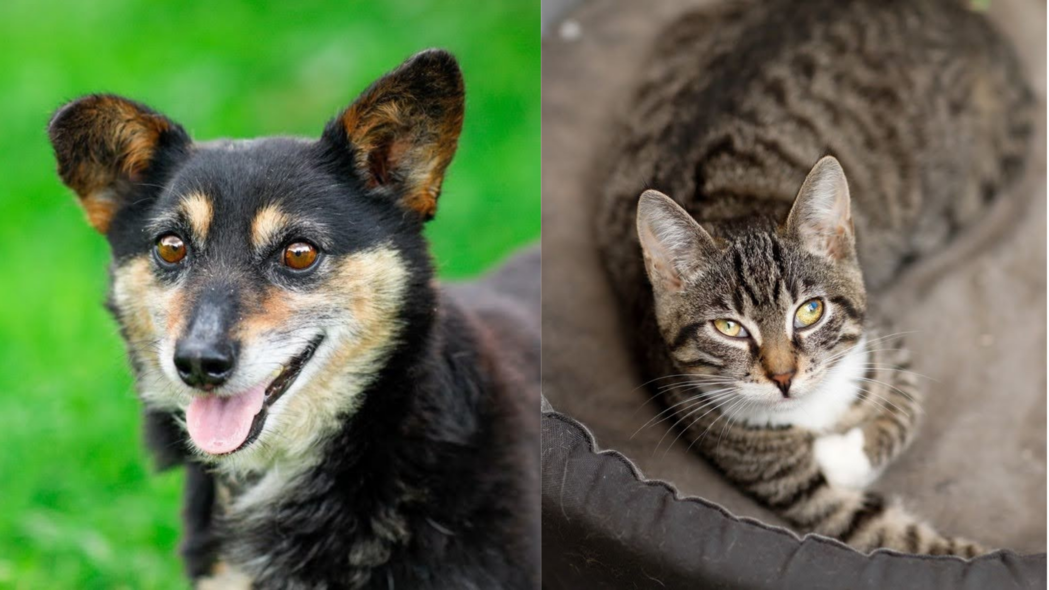 Elbląg, Galeria pod psem i kotem (odc. 166) Elbląg, Galeria pod psem i kotem (odc. 166)