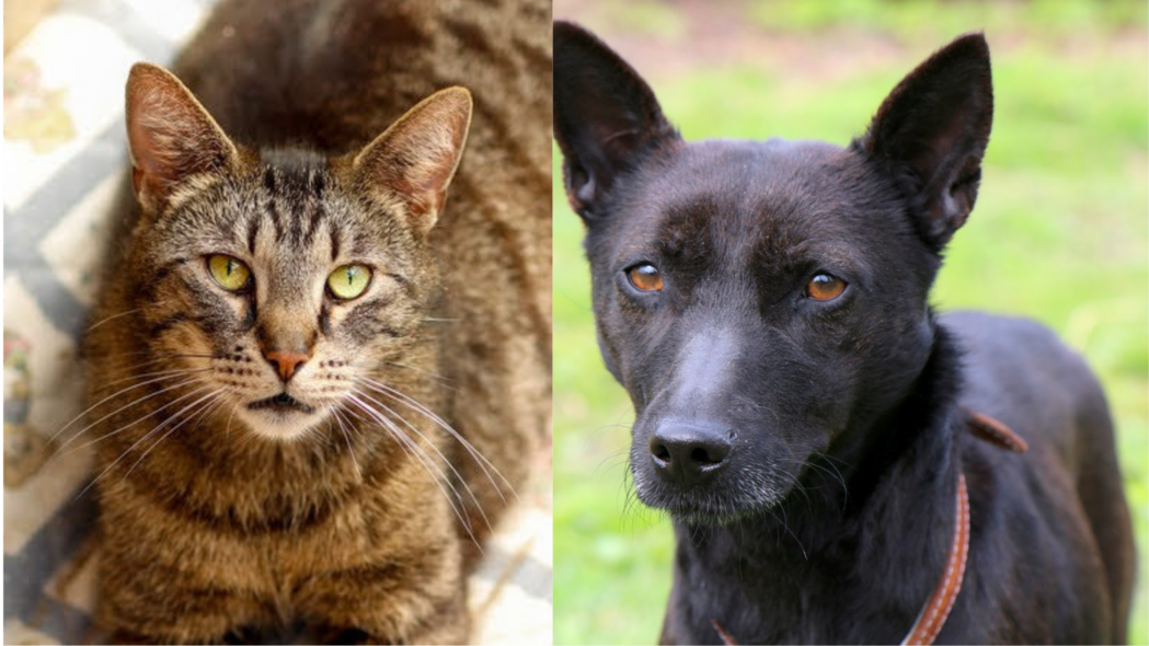 Elbląg, Galeria pod psem i kotem (odc. 167) Elbląg, Galeria pod psem i kotem (odc. 167)