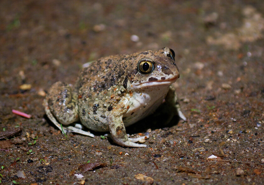 Elbląg, User -ani- on de.wikipedia, CC BY-SA 2.0 DE , via Wikimedia Commons