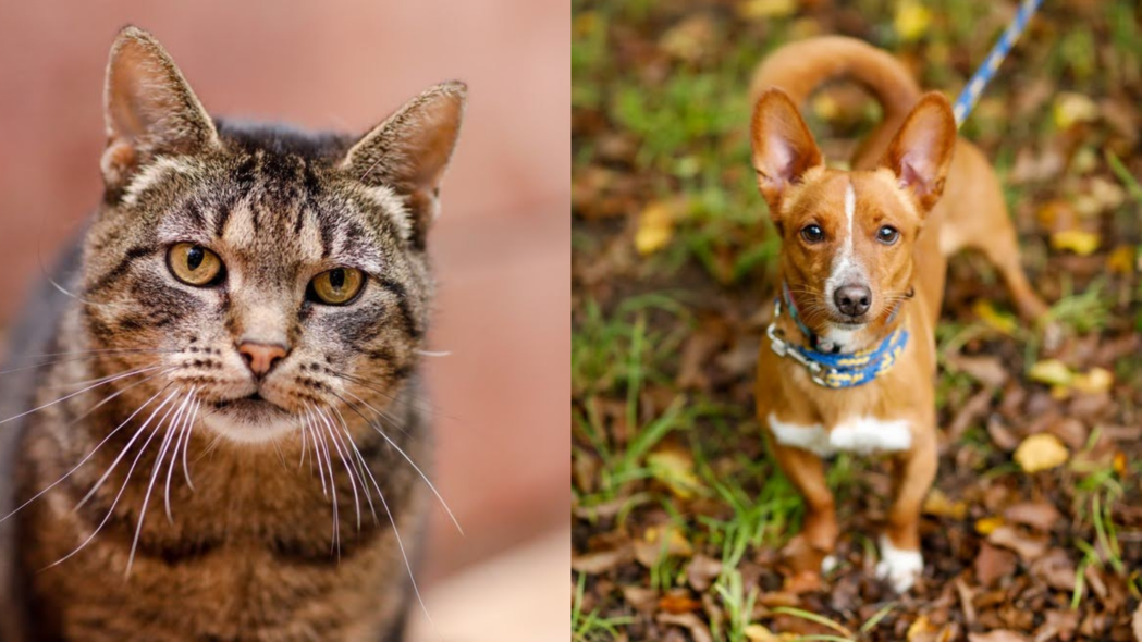 Elbląg, arch. schroniska dla zwierząt Elbląg, arch. schroniska dla zwierząt