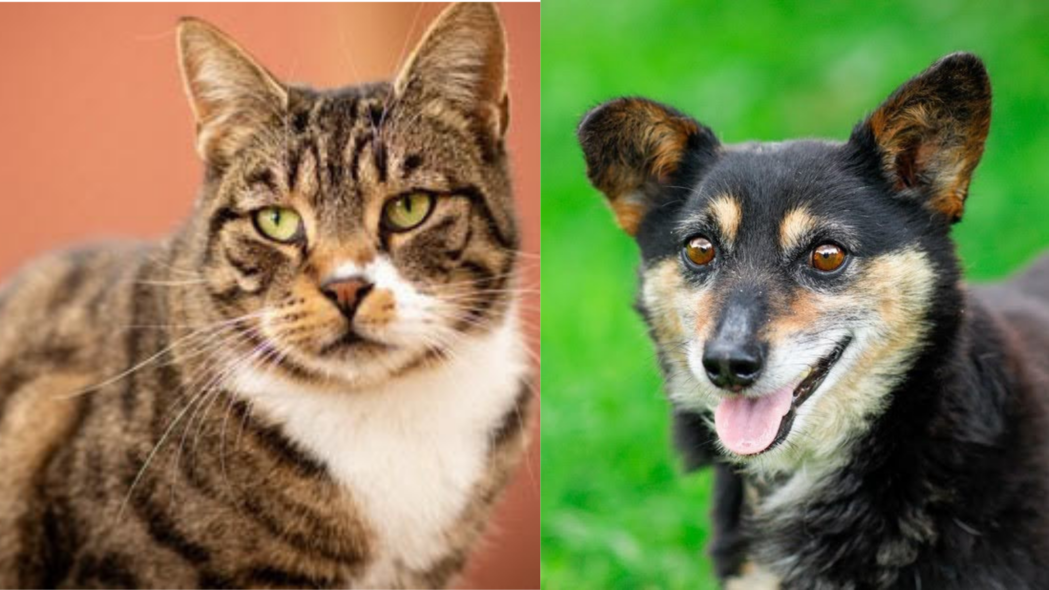 Elbląg, Galeria pod psem i kotem  (odc. 170)