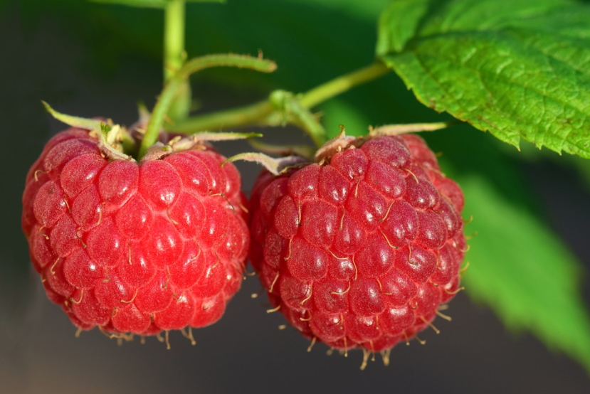 Elbląg, Wiecznie zielona (Opowieści z lasu, odc. 301)