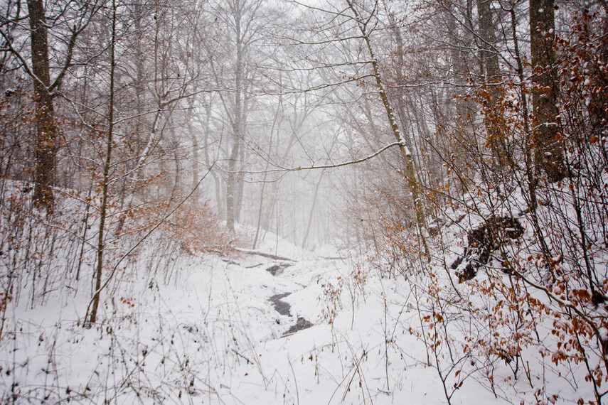 Elbląg, Co się stało ze świerkami? (Do lasu z portElem, odc. 6)