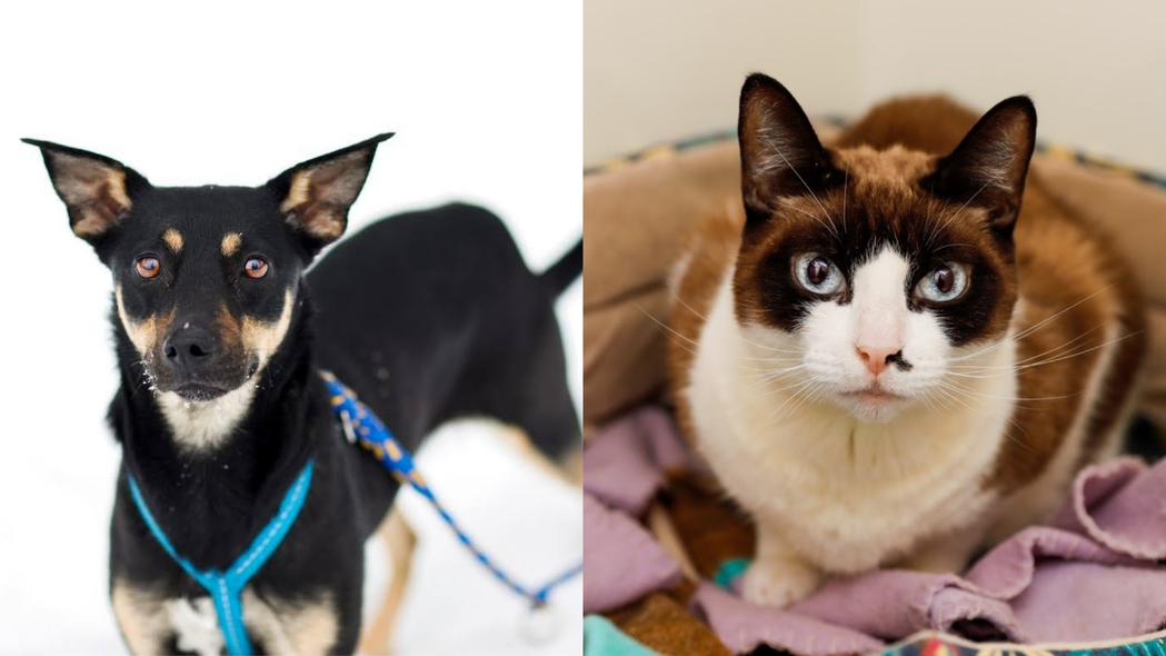 Elbląg, Galeria pod psem i kotem (ddc.185)