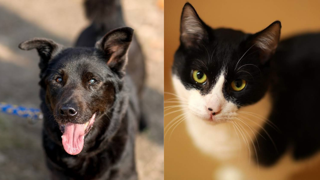 Elbląg, Galeria pod psem i kotem (Odc.186) Elbląg, Galeria pod psem i kotem (Odc.186)