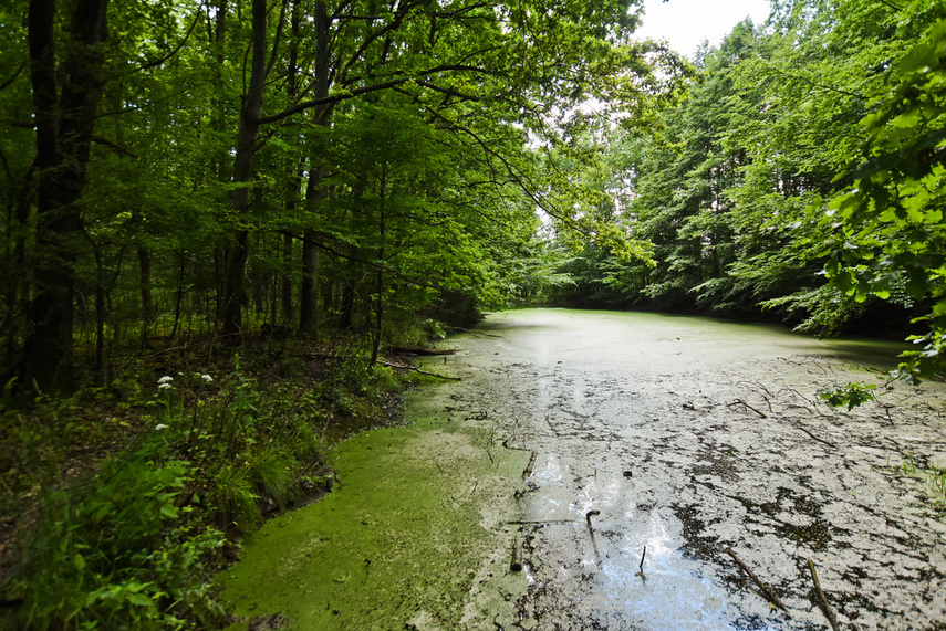 Elbląg, Dobro z bagien (Opowieści z lasu, odc. 307) Elbląg, Dobro z bagien (Opowieści z lasu, odc. 307)