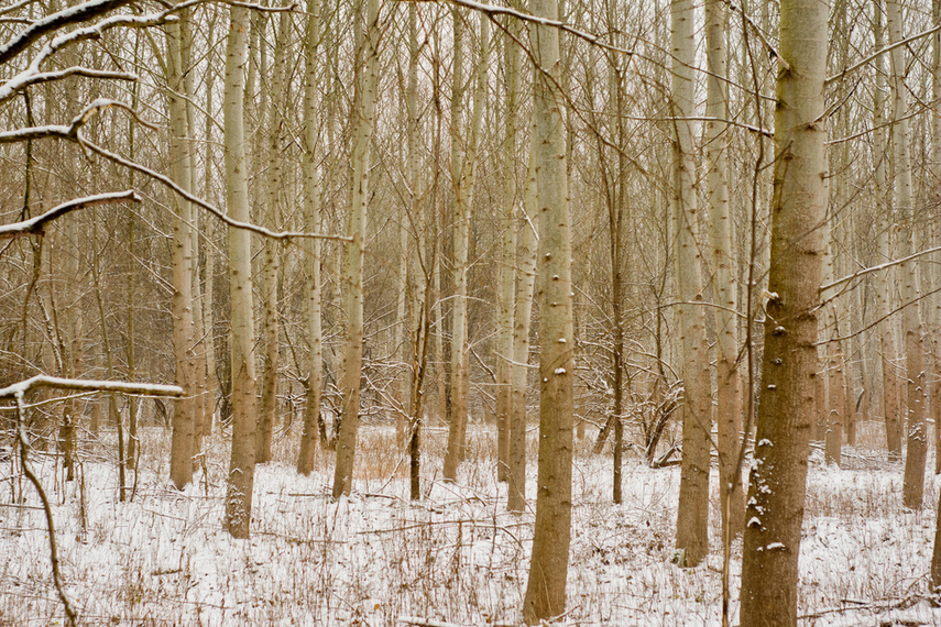 Elbląg, Dokarmianie z głową (Opowieści z lasu, odc. 309)