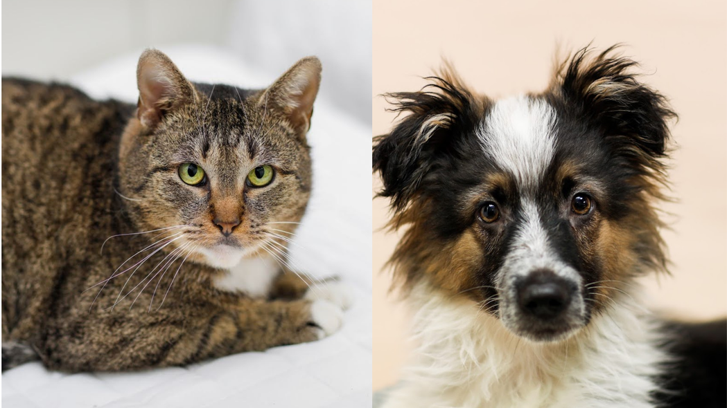 Elbląg, Galeria pod psem i kotem (Odc.181) Elbląg, Galeria pod psem i kotem (Odc.181)