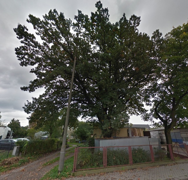 Elbląg, Szukamy nazwy dla pomnika przyrody