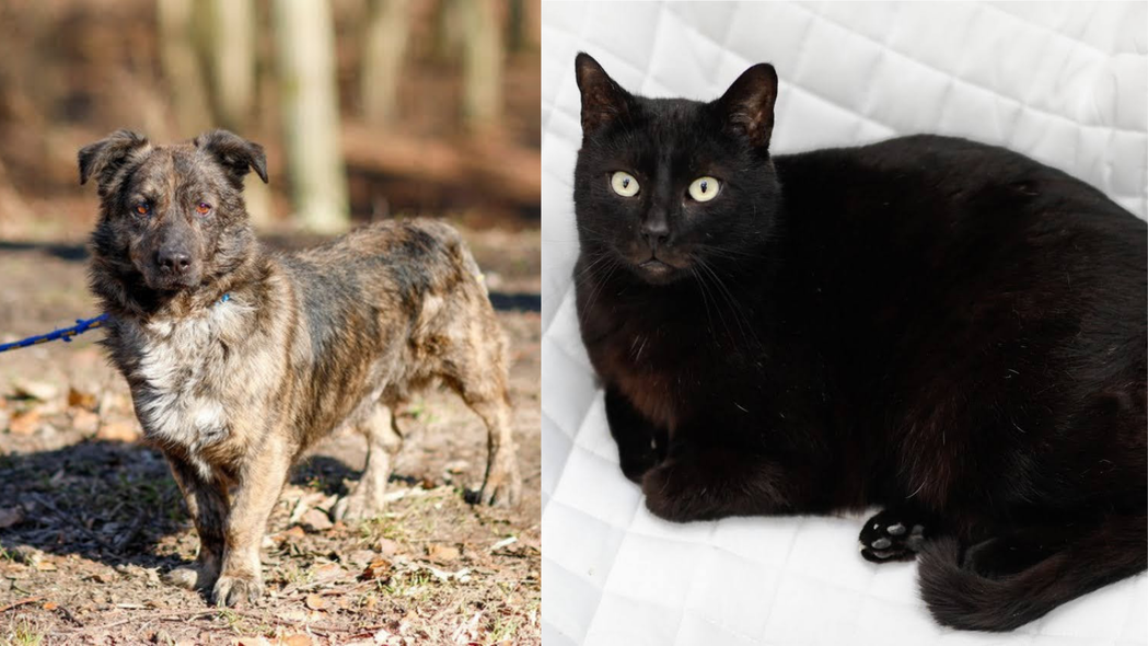 Elbląg, Galeria pod psem i kotem (Odc.191) Elbląg, Galeria pod psem i kotem (Odc.191)