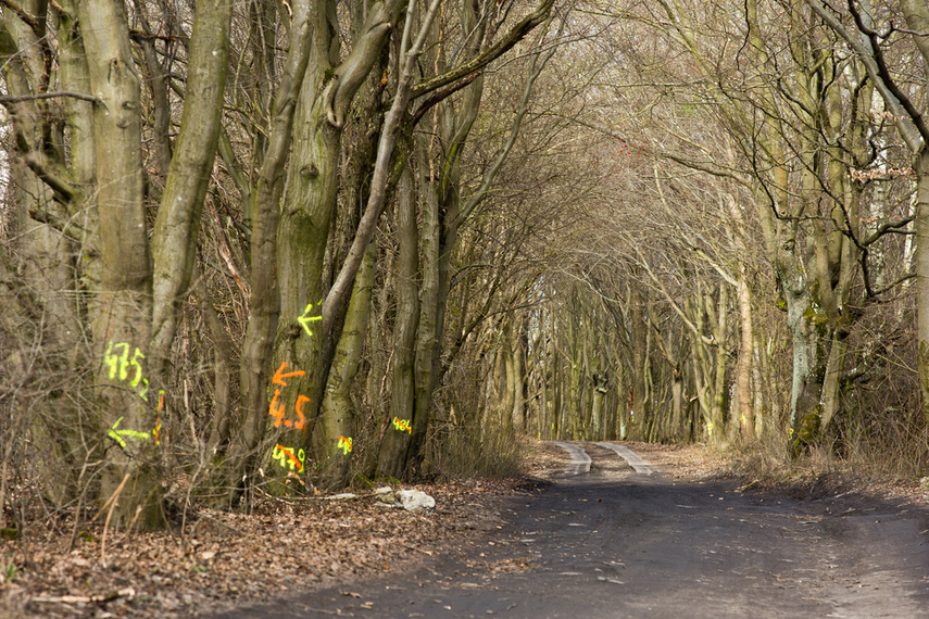 Elbląg, Masowe znakowanie drzew przy Wschodniej. Po co? Elbląg, Masowe znakowanie drzew przy Wschodniej. Po co?