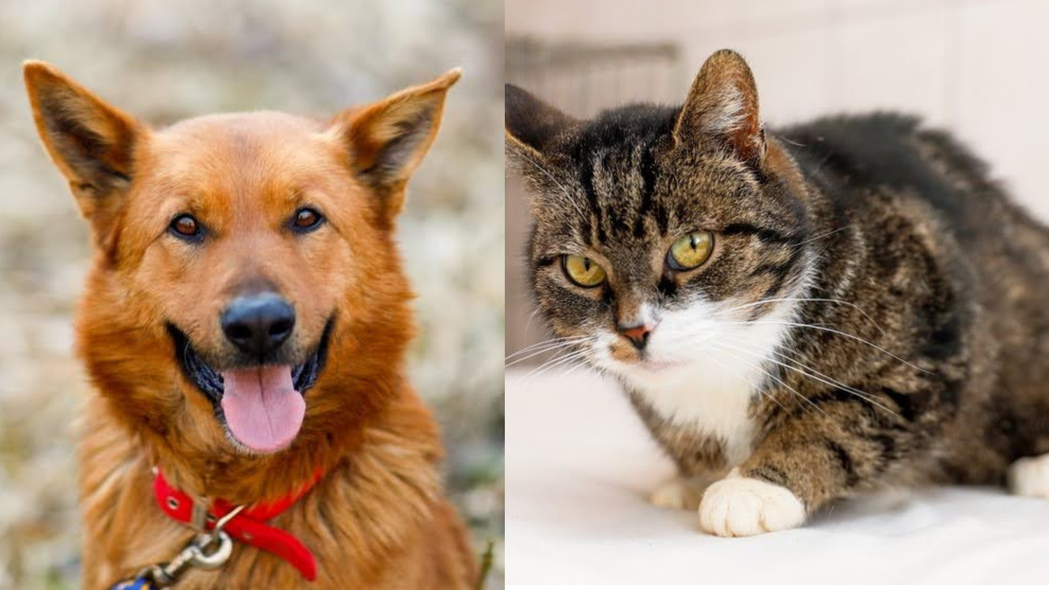 Elbląg, Galeria pod psem i kotem (Odc.194) Elbląg, Galeria pod psem i kotem (Odc.194)