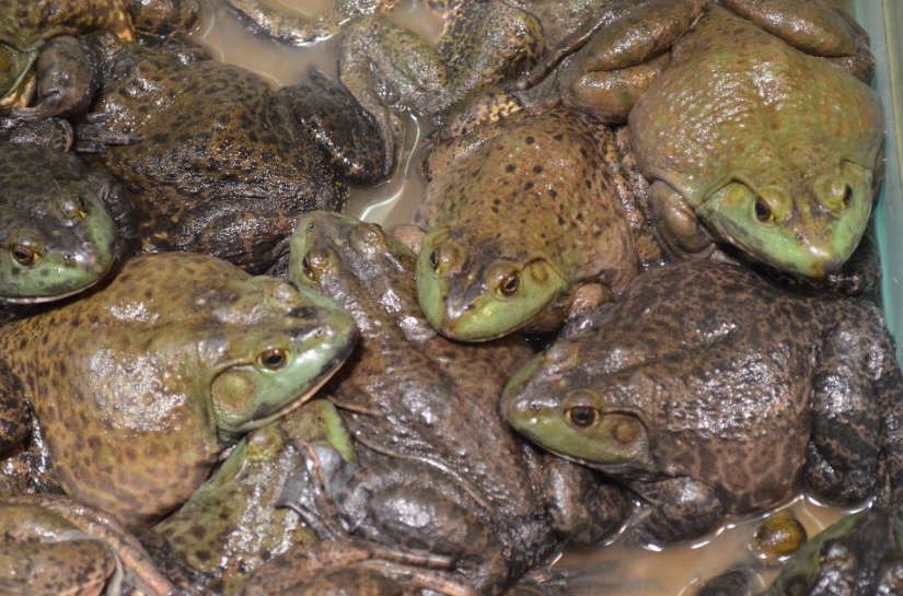 Elbląg, Miłosny ampleksus (Opowieści z lasu, odc. 317)