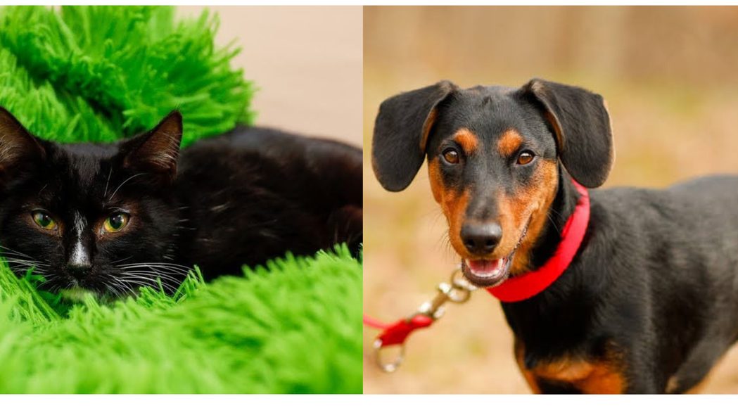 Elbląg, arch. schroniska dla zwierząt