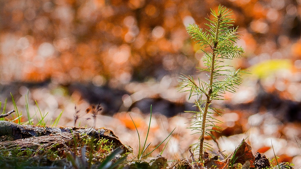 Elbląg, Dwieście tysięcy drzew (Opowieści z lasu, odc. 319)
