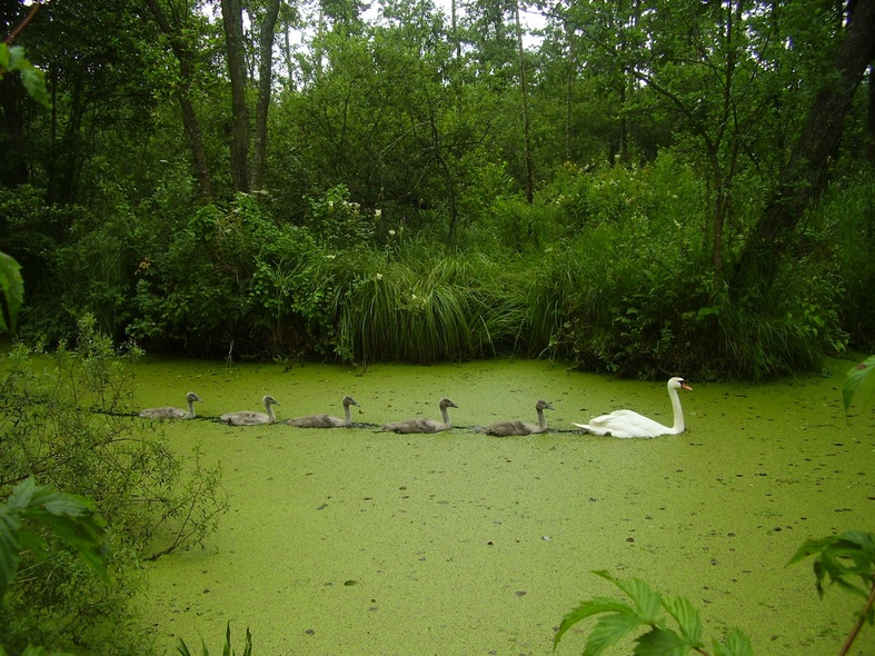 Elbląg, Rezerwat Jezioro Druzno,