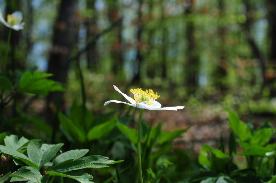 Elbląg, Zawilec gajowy (Anemone nemorosa),