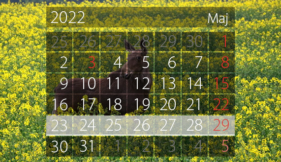 Elbląg, W tym tygodniu portEl poleca: konferencję o porcie i festyn z okazji Dnia Dziecka