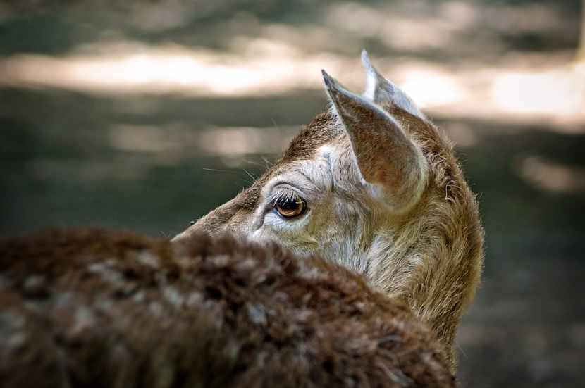 Elbląg, Leśni młodzi i piękni (Opowieści z lasu, odc. 324)