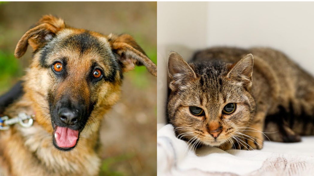 Elbląg, Galeria pod psem i kotem (Odc.199)