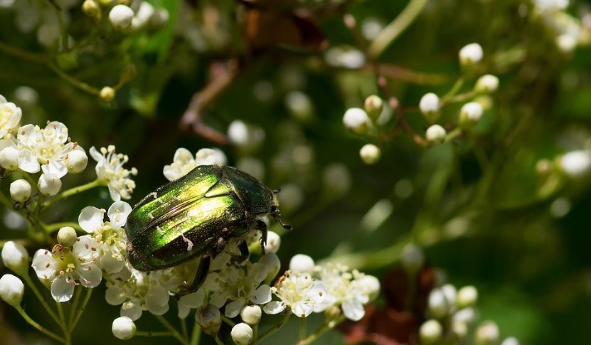 Elbląg, Klejnocik skaczący z kwiatka na kwiatek (Opowieści z lasu, odc. 326)