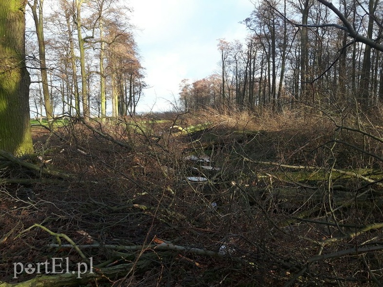 Elbląg, Nie wozić drewna do lasu... a jak wywozić chrust?