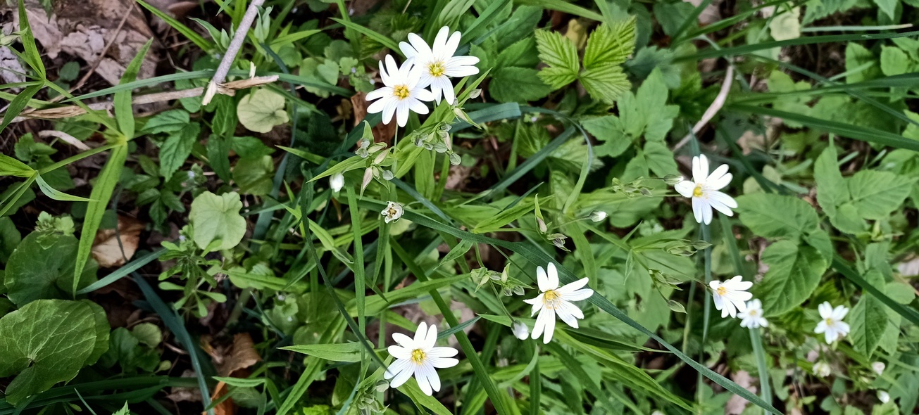 Elbląg, Warsztaty zielarskie z Parkiem Krajobrazowym
