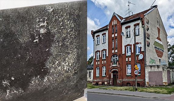 Elbląg, Budynek przy ul. Panieńskiej i zagrzybienie jednej ścian mieszkania pani Anny Elbląg, Budynek przy ul. Panieńskiej i zagrzybienie jednej ścian mieszkania pani Anny