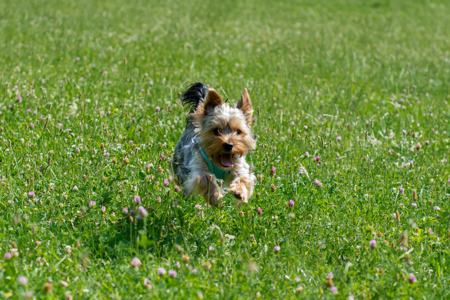 Elbląg, Psy bez parkowego wybiegu