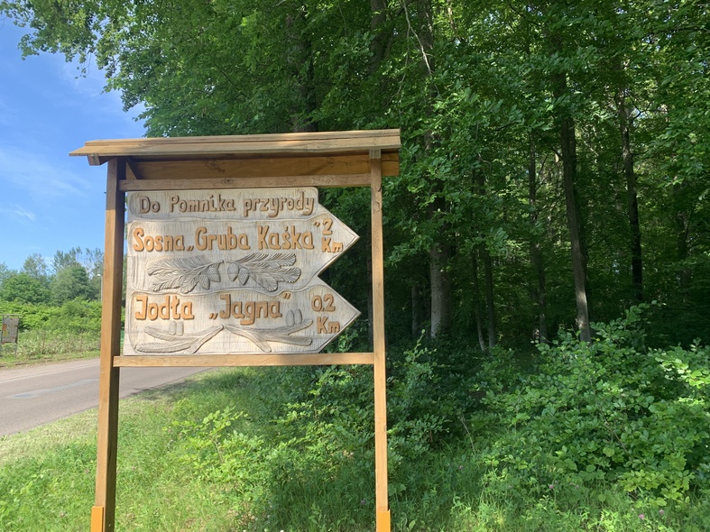 Elbląg, W poszukiwaniu wielkiej sosny  (Na spacer z portElem, odc. 7)