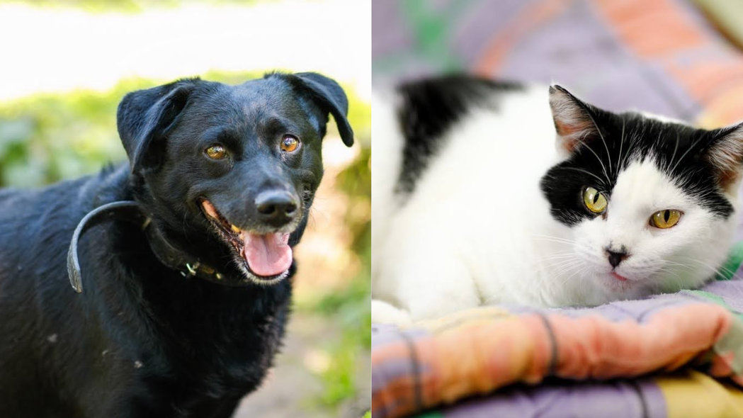 Elbląg, Galeria pod psem i kotem (Odc.201)