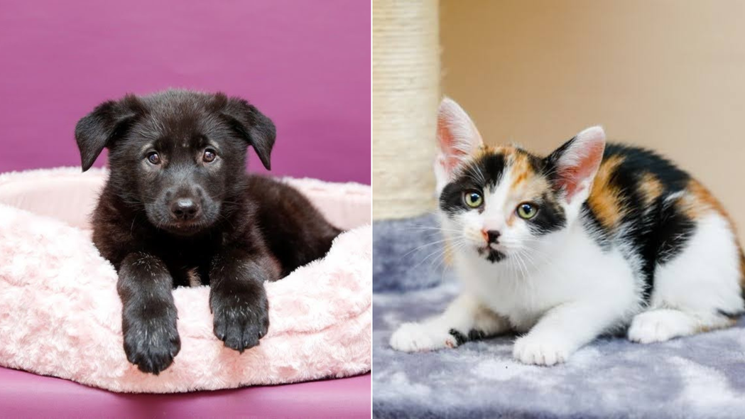 Elbląg, Galeria pod psem i kotem (Odc.203) Elbląg, Galeria pod psem i kotem (Odc.203)