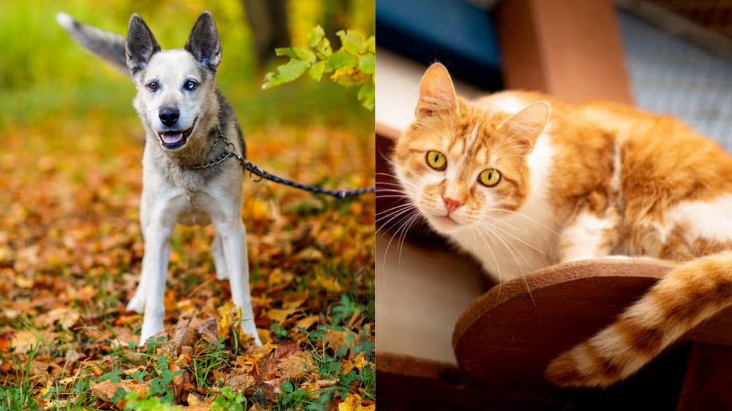 Elbląg, Galeria pod psem i kotem (Odc.205) Elbląg, Galeria pod psem i kotem (Odc.205)