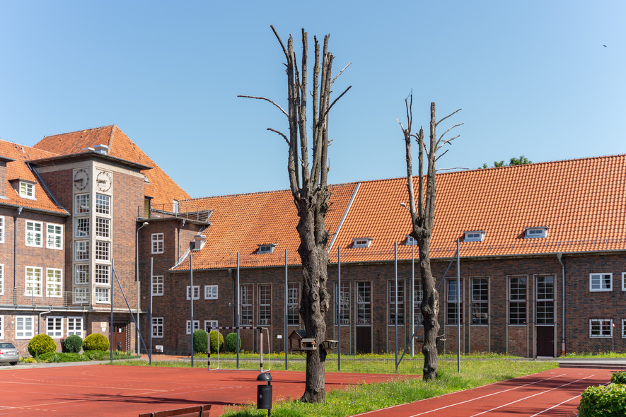 Elbląg, Tak dziś wyglądają drzewa przy ZSG Elbląg, Tak dziś wyglądają drzewa przy ZSG