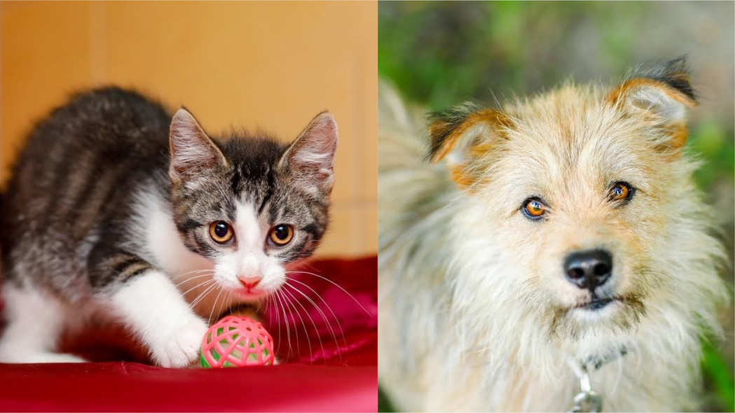 Elbląg, Galeria pod psem i kotem (Odc.207) Elbląg, Galeria pod psem i kotem (Odc.207)