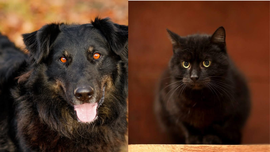 Elbląg, Galeria pod psem i kotem (Odc.208) Elbląg, Galeria pod psem i kotem (Odc.208)