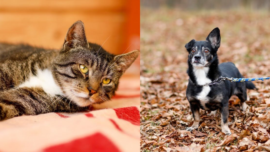 Elbląg, Galeria pod psem i kotem (Odc.209)