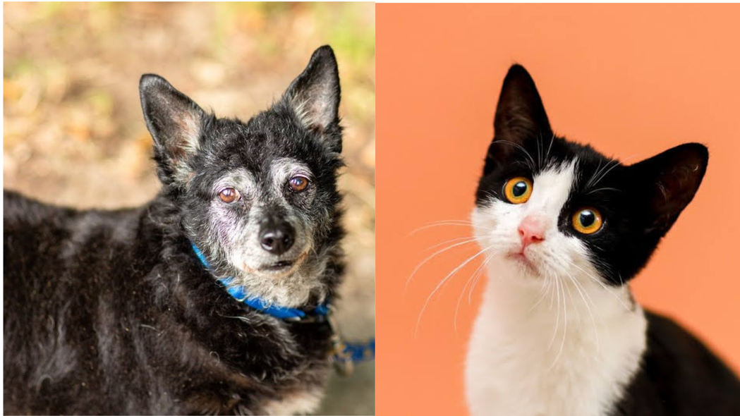 Elbląg, Galeria pod psem i kotem (Odc.211)