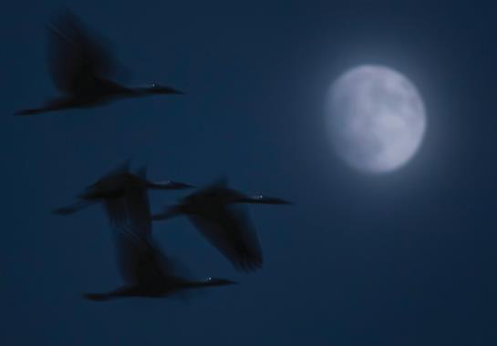 Elbląg, Skarby natury krajów Grupy Wyszehradzkiej. Wernisaż wystawy