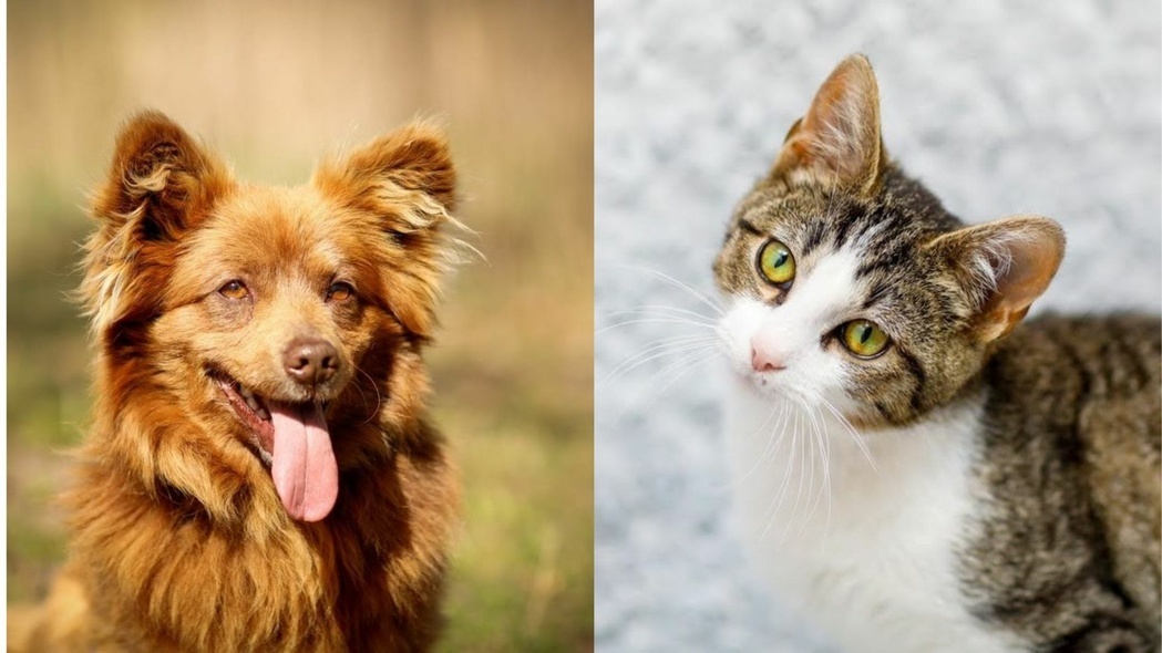 Elbląg, Galeria pod psem i kotem (Odc.213)