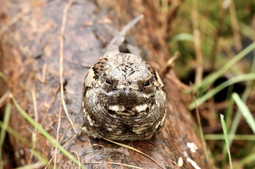 Elbląg, Co łączy motorynkę z dojeniem kóz? (Opowieści z lasu, odc. 341)