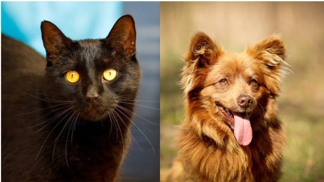 Elbląg, Galeria pod psem i kotem (Odc.215) Elbląg, Galeria pod psem i kotem (Odc.215)